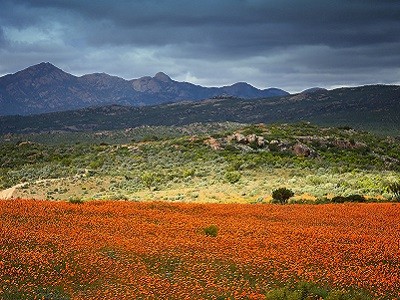 SUDAFRICA: dall'oceano ai fiori del namaqualand